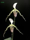 Paphiopedilum parishii var dianthum 